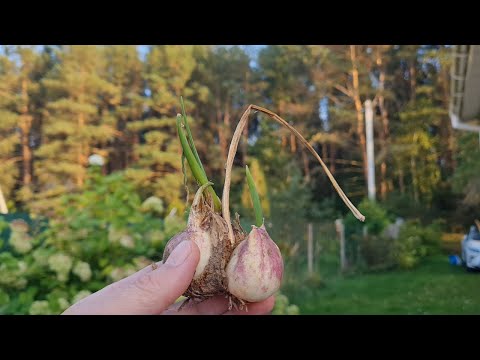 Видео: Срок и схема посадки озимого чеснока