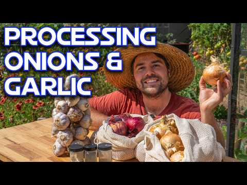 Видео: Как я собираю, сушу и храню лук и чеснок, чтобы они дольше сохранились!