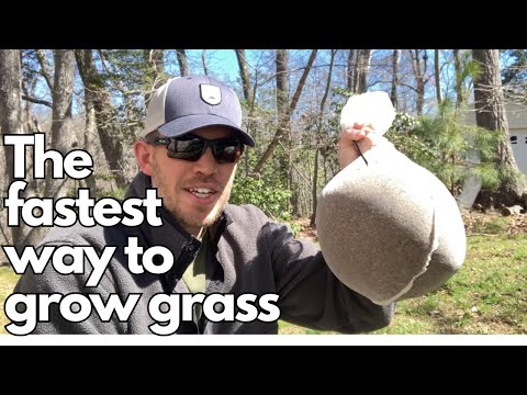Видео: Как предварительно прорастить семена травы | Полное руководство