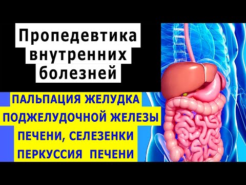 Видео: Пальпация желудка, поджелудочной железы, печени, селезенки | Перкуссия печени |