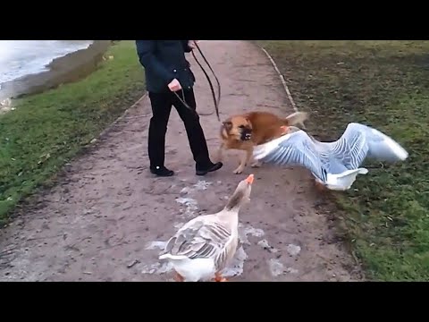 Видео: Совсем не такой безобидный как кажется - ГУСЬ В ДЕЛЕ!