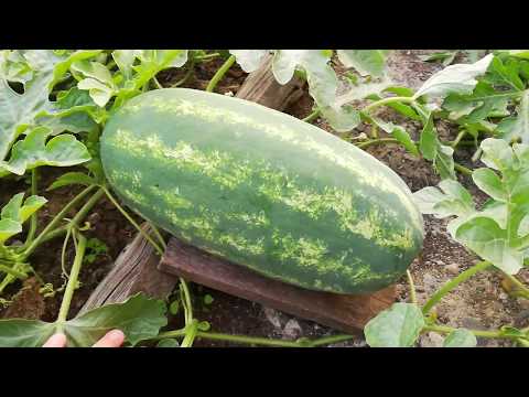 Видео: Прогулка по огороду. В гостях у тёти Ани.