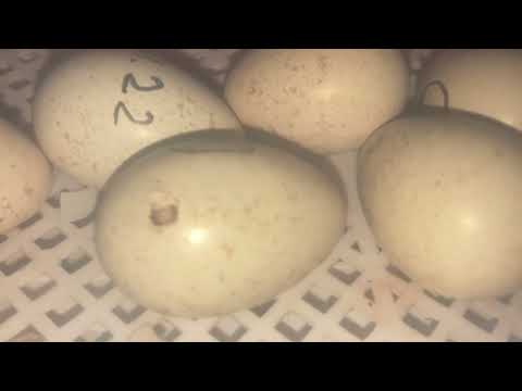 Видео: Птенцы Кеклика из инкубатора.