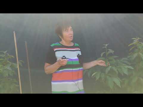 Видео: Плодоносящие саженцы хурмы по низкой цене.