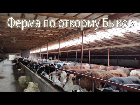 Видео: Ферма по откорму быков в Казахстане 2020 - По Хозяйствам