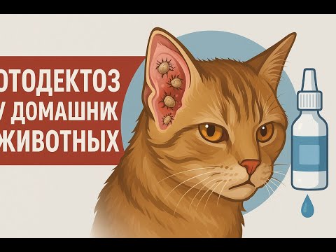 Видео: Как быстро и эффективно лечить ушного клеща (отодектоз) у собак и кошек