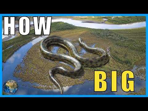 Видео: Насколько большой на самом деле может быть анаконда?