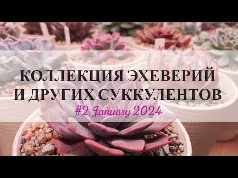 Видео: Коллекция суккулентов (эхеверии) 🌱 Sweet Succulents #2