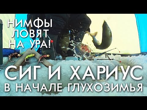 Видео: ВДАЛИ ОТ ДОМА / ЛОВИМ ХАРИУСА И СИГА В НАЧАЛЕ ГЛУХОЗИМЬЯ / НИМФЫ РАБОТАЮТ НА УРА