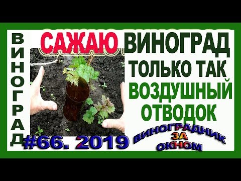 Видео: 🍇 Сажаю виноград только так. На 3 год с урожаем.  Огромный воздушный отводок винограда.