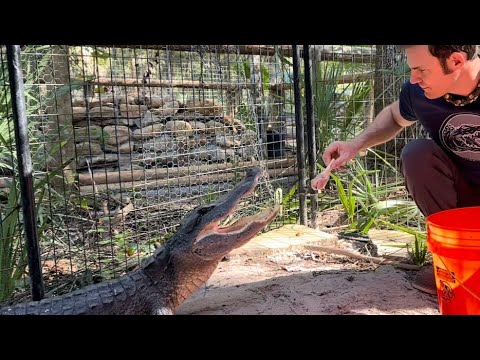 Видео: Кормление Trapjaw & Ballerina, влог о святилище!!