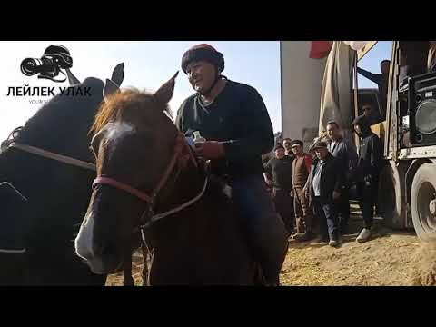 Видео: Ош Облусунун Жааматы Лейлек Улак Өткөрүп берди Бишкек шаары