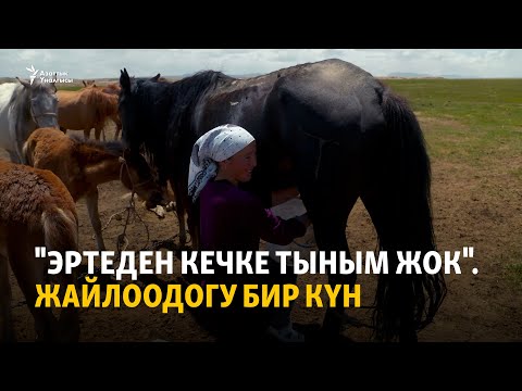 Видео: "Эртеден кечке тыным жок". Жайлоодогу бир күн