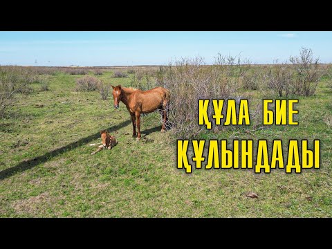 Видео: Құла бие құлындады | Шрам жирен айғырдан құла қасқа бөлініп қалды