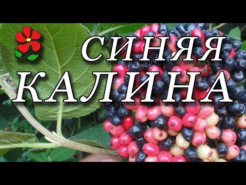 Видео: Калина гордовина. Надёжное, многофункциональное и очень оригинальное растение для вашего сада!