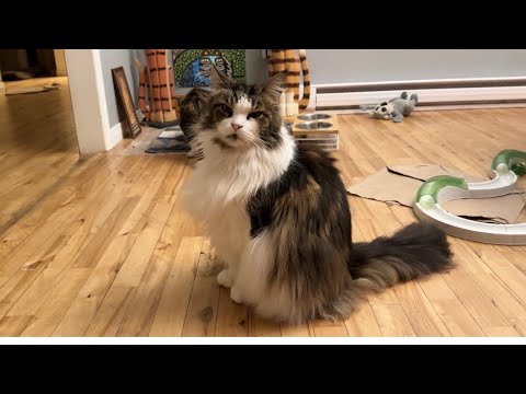 Видео: 🔉4 милых кота на моей кухне 😲 и босс-мейн-кун