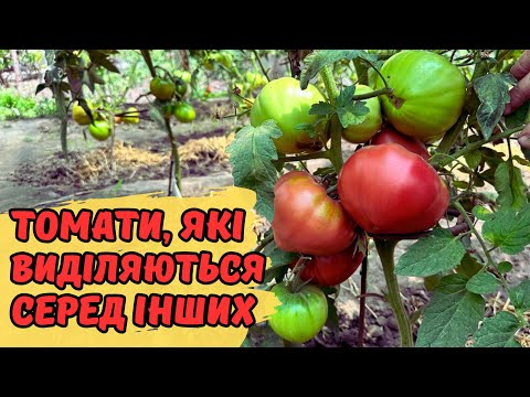 Видео: Томати, які виділяються серед інших