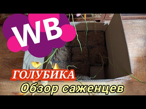 Видео: Саженцы ГОЛУБИКИ 8шт за 1000₽/Валдберис/Хранение на балконе/Пециломицин для борьбы с вредителями