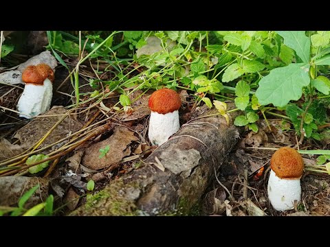 Видео: ЛУЧШАЯ ТИХАЯ ОХОТА В ИЮНЕ 2024! ТАКОГО ВЫ ЕЩЁ НЕ ВИДЕЛИ! БЕЛЫЕ ГРИБЫ И ПОДОСИНОВИКИ ПОЛЯНАМИ! ШОК!