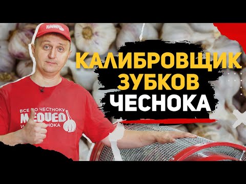 Видео: Калибровщик зубков чеснока КЗ-600. Как правильно калибровать чеснок.