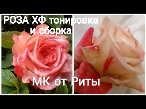 Видео: РОЗА ХФ ТОНИРОВКА и сборка ОТ РИТЫ