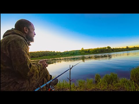 Видео: Рыбалка На Поплавок. Вечер на Реке, вокруг никого, только лоси, рыба, птицы.