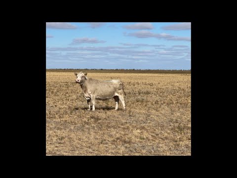 Видео: Об аулиекольской породе