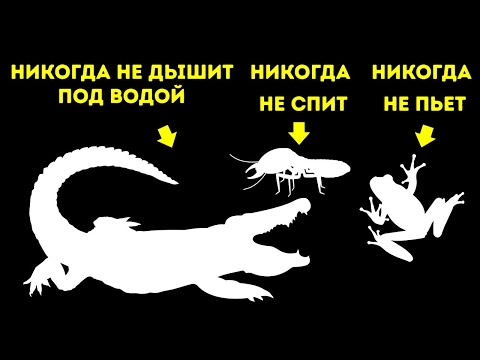 Видео: Почему у белок желтые зубы и 50+ невероятных фактов о животных
