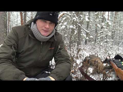 Видео: Охота на тетерева осенью с подхода 2021. Ружьё ТОЗ 66. Black grouse hunting. Охота по первому снегу