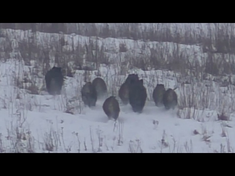 Видео: Охота на кабана. По белой тропе.