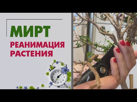 Видео: Мирт. Реанимация растения | Как спасти пересушенное растение | Правильный полив комнатных растений