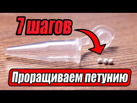 Видео: 7 шагов как прорастить ампельную петунию за 60 секунд