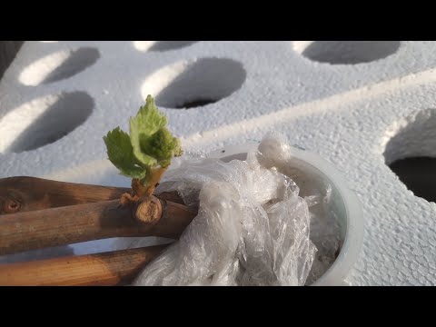 Видео: Подготовка к укоренению саженцев винограда