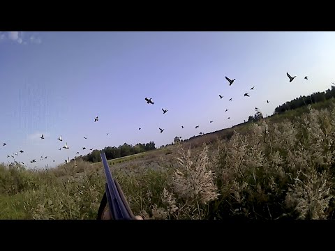 Видео: 4 патрона в Бекасе 12М-авто не хватает. Нахожу уток.