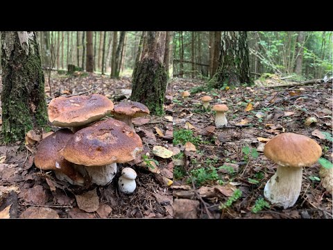 Видео: СБОР БЕЛЫХ ГРИБОВ В СЕЗОН! БЕЛАРУСЬ!