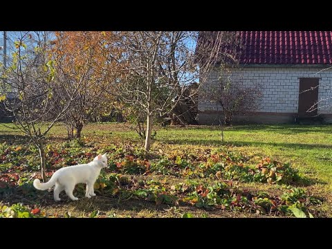 Видео: Солнечный воскресный день на даче / Жизнь животных 