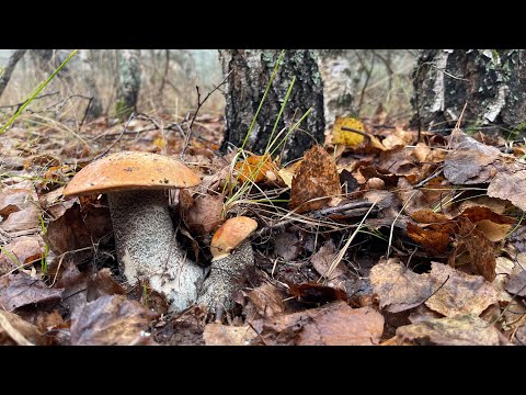 Видео: Грибной сезон 2024!!! Море грибов!!! 28 октября!!! Эти микрофоны нас ввергли в шок!!!