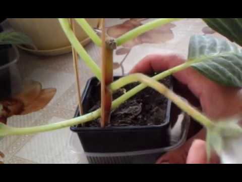 Видео: Глоксиния из листа.Почему не раскрываются первые бутоны.