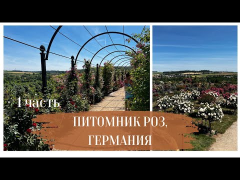 Видео: Питомник роз, Германия. Часть1