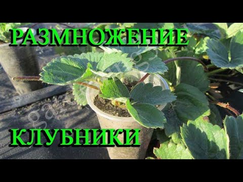 Видео: 🍓Размножение клубники усами Выращивание земляники в стаканчиках Рассада клубники в стаканчиках