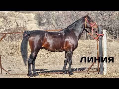 Видео: Сүлүк кара тектүү ЛИНИЯ 🇰🇬АРЗАН АТ ДА БАР 🔥18 ноября 2025 г.