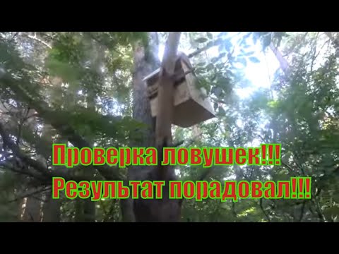 Видео: СОРЕВНОВАНИЕ 2020 ПРОВЕРКА ЛОВУШЕК ДЛЯ ПОИМКИ РОЁВ, РЕЗУЛЬТАТ ПРОСТО ПОРАДОВАЛ, ЛЕС, ЯГОДЫ, МЕДОНОСЫ