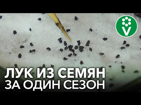 Видео: КАК ПОСЕЯТЬ ЛУК НА РАССАДУ? Репчатый лук из семян за один сезон!