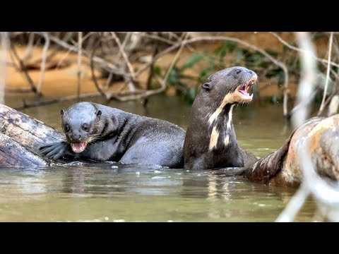 Видео: Самые опасные животные Южной Америки!