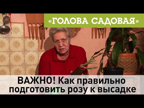 Видео: Голова садовая -  ВАЖНО! Как правильно, подготовить розу к высадке