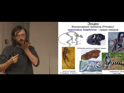 Видео: Станислав Дробышевский. Мини-курс Антропология 2