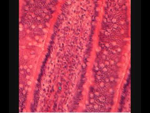 Видео: ТОЩАЯ КИШКА. JEJUNUM.  В световой микроскоп