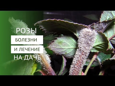 Видео: Болезни и инфекции роз - серая гниль