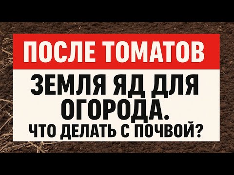 Видео: Фитофтора после томатов: как очистить землю и уберечь урожай от коварной болезни
