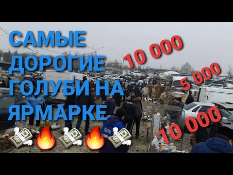 Видео: 10 000 рублей за голубя, приемлема ли цена? Самые дорогие голуби на ярмарке. Pigeons. Bird Market.